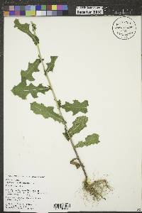 Lactuca biennis image