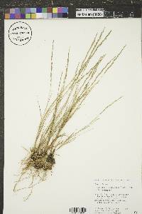 Muhlenbergia cuspidata image