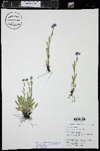 Myosotis asiatica image