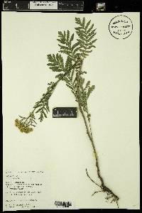 Tanacetum vulgare image