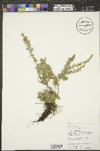 Artemisia frigida image