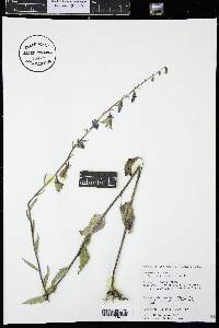 Campanula rapunculoides image