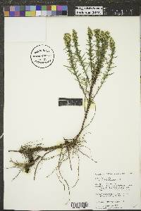 Artemisia dracunculus image