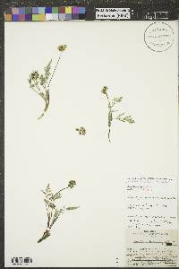 Lomatium orientale image