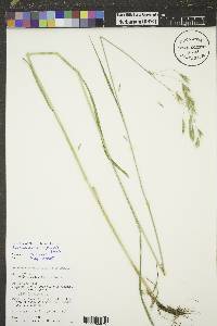 Bromus porteri image