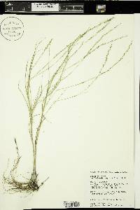 Muhlenbergia cuspidata image