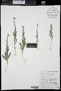 Camelina microcarpa image