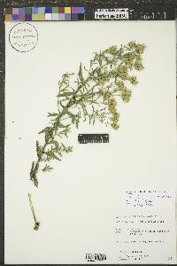 Brickellia eupatorioides image