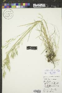 Bromus racemosus image