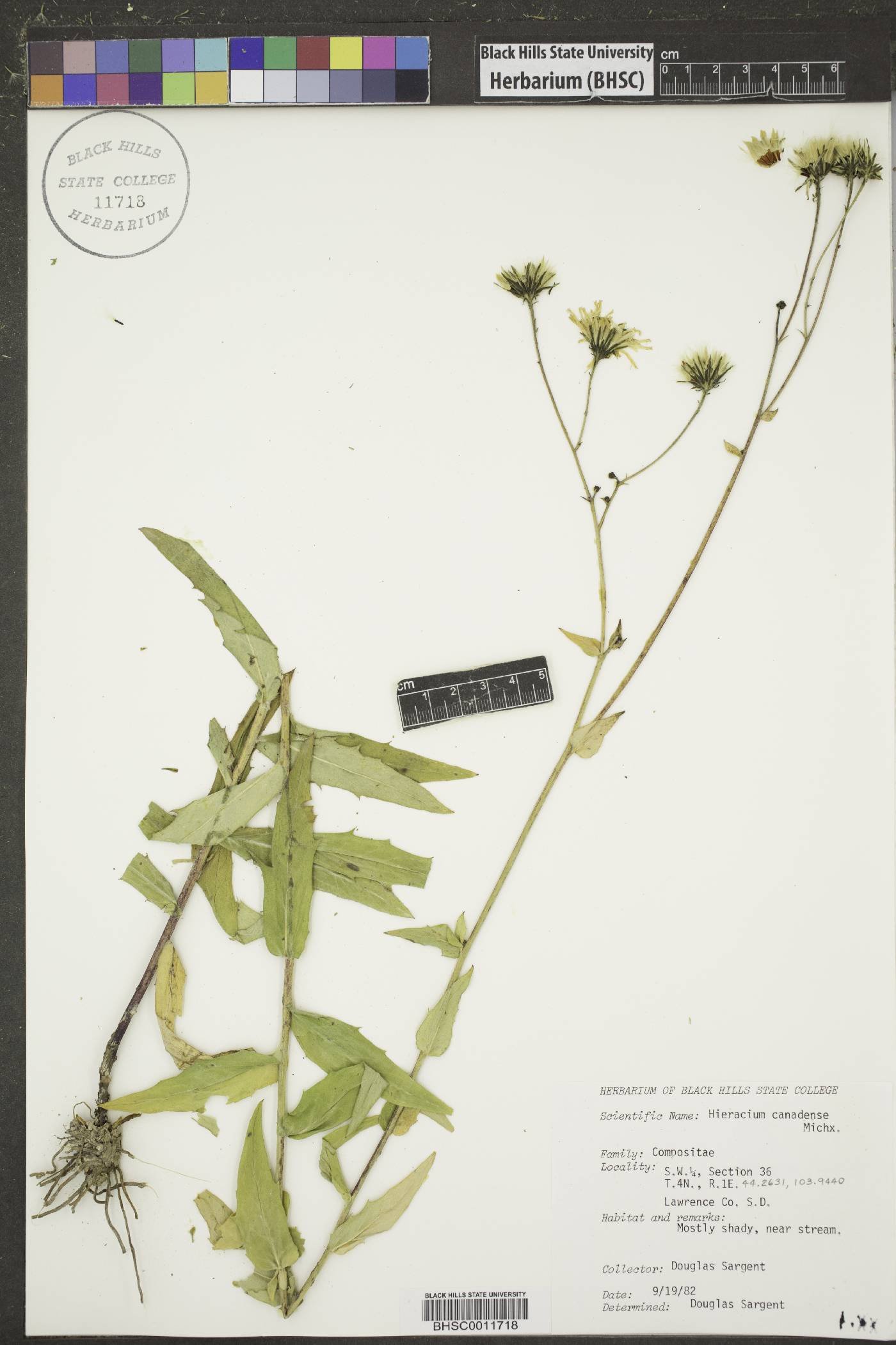 Hieracium canadense image