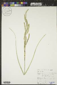 Spartina pectinata image