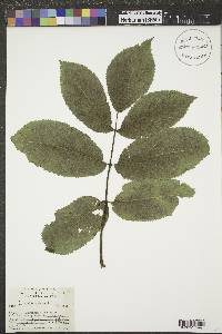 Aralia spinosa image