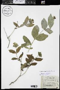 Lonicera dioica image