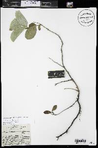 Lonicera dioica image