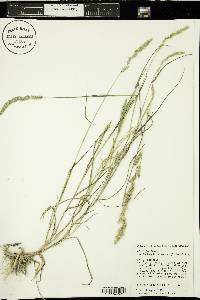 Muhlenbergia racemosa image