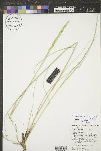 Pascopyrum smithii image