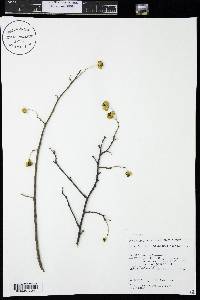 Celastrus scandens image