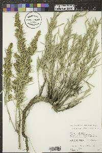 Artemisia cana image