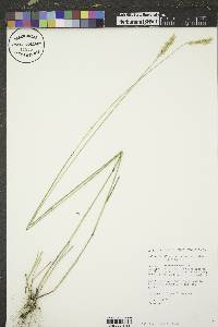 Agropyron cristatum image