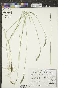 Muhlenbergia glomerata image