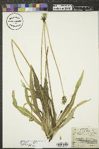 Agoseris glauca image