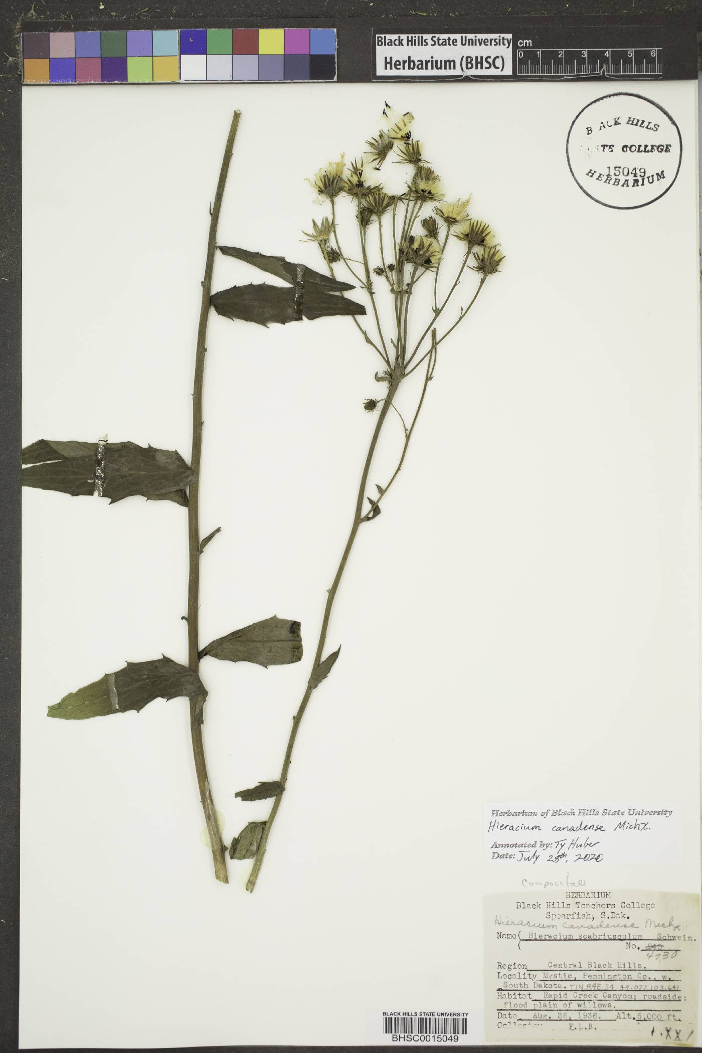 Hieracium canadense image