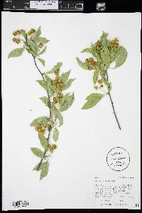 Celastrus scandens image