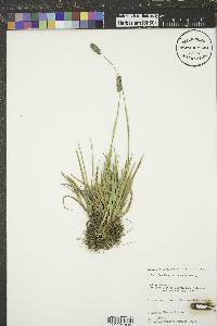 Phleum alpinum image