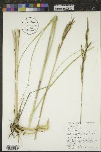 Spartina pectinata image