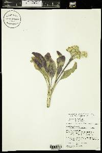 Solidago rigida image