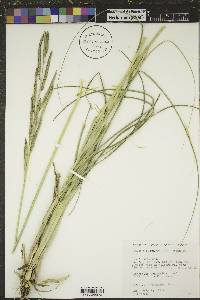 Spartina pectinata image