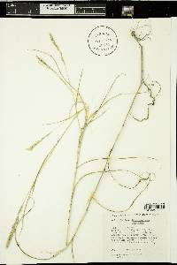 Muhlenbergia racemosa image