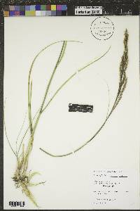 Spartina pectinata image