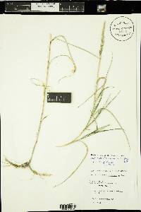 Muhlenbergia racemosa image