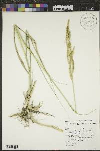 Spartina pectinata image