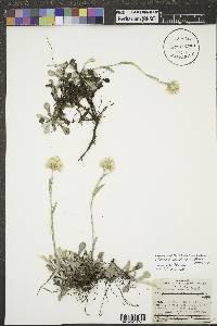 Antennaria howellii subsp. neodioica image