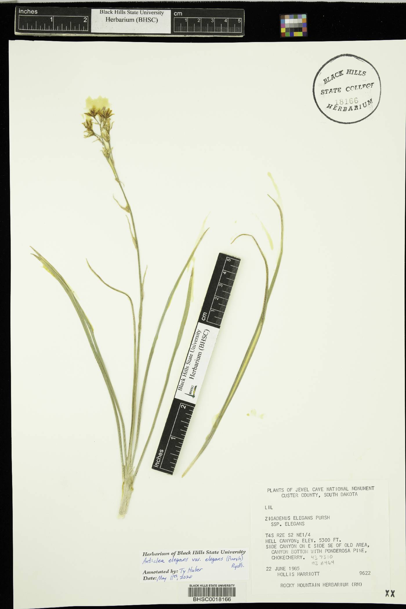 Anticlea elegans image