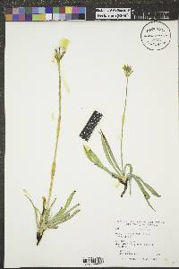 Agoseris glauca image