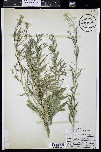 Thelypodium integrifolium image