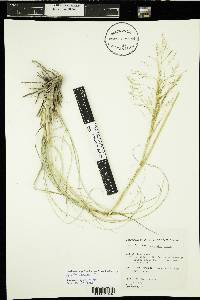 Agrostis exarata image