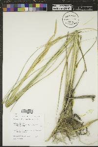 Spartina pectinata image