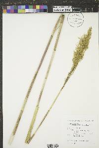 Phragmites australis image