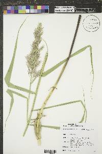 Phragmites australis image