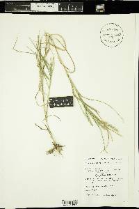 Muhlenbergia racemosa image