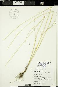 Pseudoroegneria spicata image