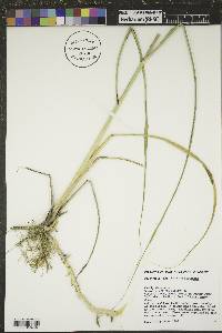 Spartina pectinata image