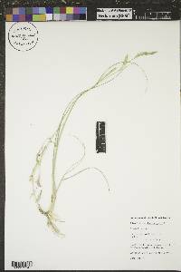 Spartina gracilis image