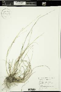 Muhlenbergia cuspidata image