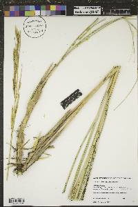 Spartina pectinata image