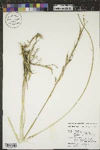 Spartina pectinata image